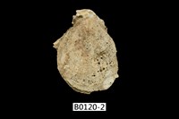 藏品(銼面海菊蛤)的圖片